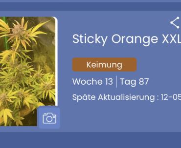 Beratung von Anbauvereinigungen
